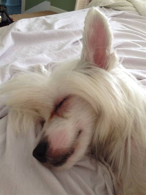 1000+ images about Chinese Crested Dog on Pinterest