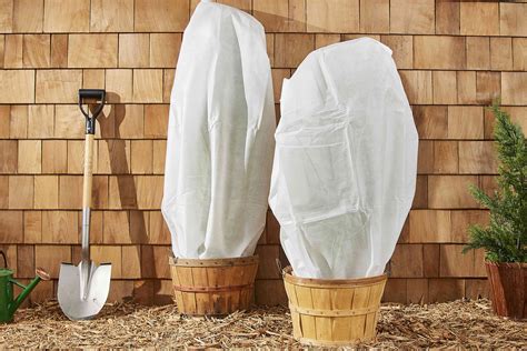 How to Protect Plants From Frost This Winter