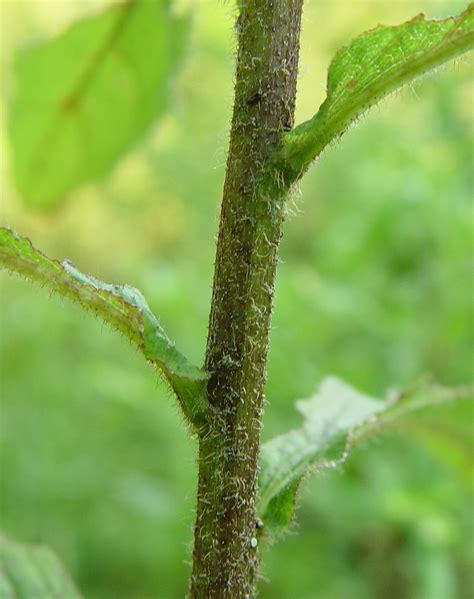 Wrinkled Leaf Goldenrod, Solidago Rugosa, 4 Live Plants - Etsy
