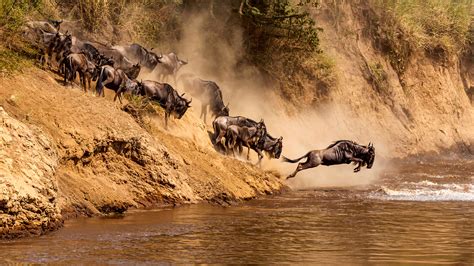 Bing HD Wallpaper Oct 15, 2024: Great wildebeest migration at Mara