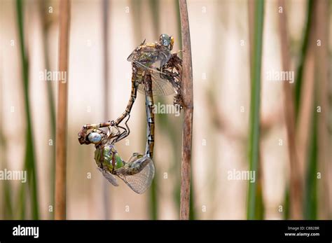 paragomphus genei mating pair sesimbra portugal stock photo alamy