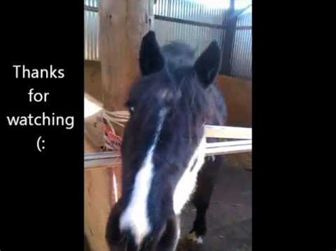 The Horses - Benny Hill - Bloopers - YouTube