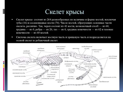 Анатомия крысы - презентация онлайн