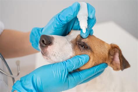 Dog Eye Injury: Causes, Symptoms, and Remedies - Veterinarians.org