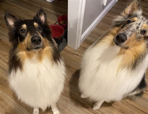 kiwi on Twitter: "@QTsnackIRL I have raised both of my dogs