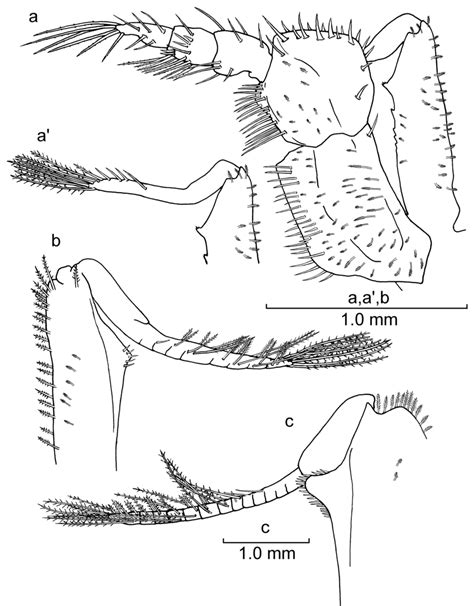 Development of third maxilliped in juvenile Pseudocarcinus gigas. a,...