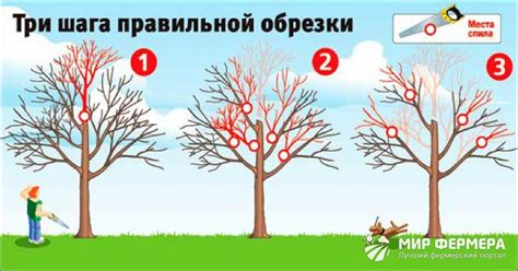 Как правильно обрезать яблоню: схемы для осени и весны