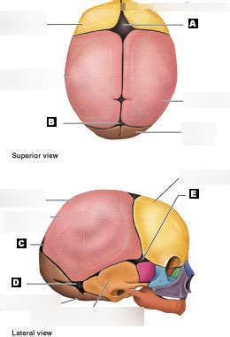 Anatomy - Fetal Skull Diagram | Quizlet