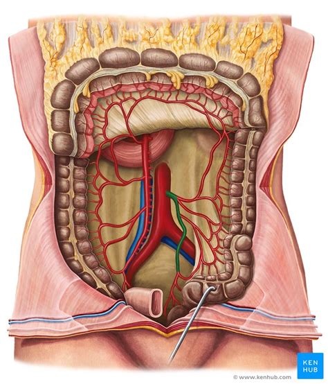 Inferior mesenteric artery: Anatomy and function | Kenhub