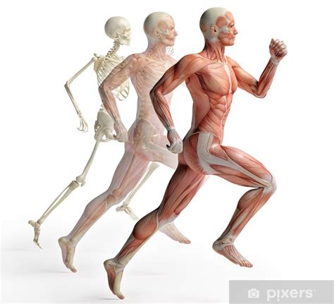 Poster male anatomy running - PIXERS.US