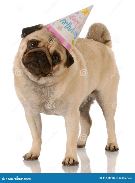 happy birthday pugs 6