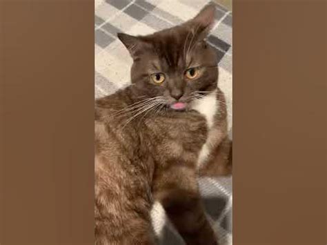 Ненадо спать на спине😺 - YouTube