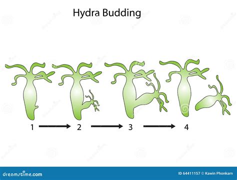 Hydra budding stock illustration. Image of object, drawing - 64411157