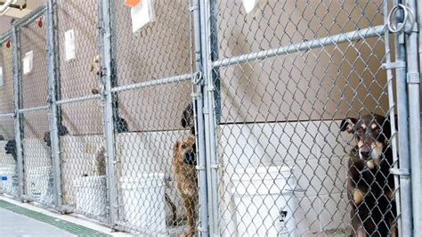 ‘No-kill’ animal shelter admits to euthanizing at least 7 healthy...