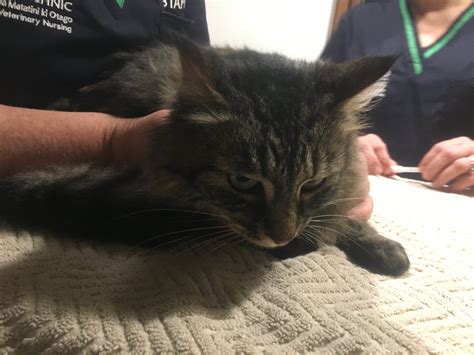microchips for cats 10