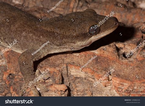 Sarasins Giant Gecko Rhacodactylus Sarasinorum Correlophus Stock Photo ...