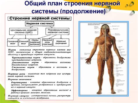 Нервная система человека - презентация онлайн