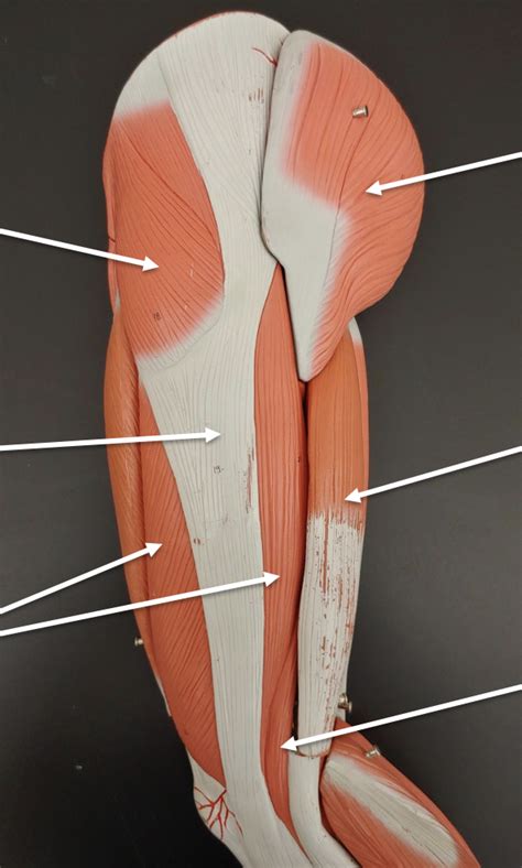 thigh lateral Diagram | Quizlet