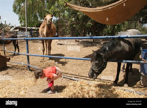 child peeing in front of a horse in a stable Stock Photo, Royalty Free ...