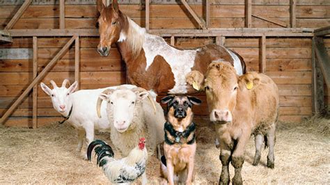 Top 999+ Farm Animals Wallpaper Full HD, 4K Free to Use