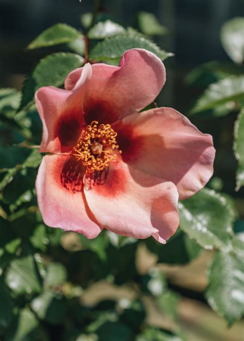 Rosa For Your Eyes Only | Burford Garden Co.