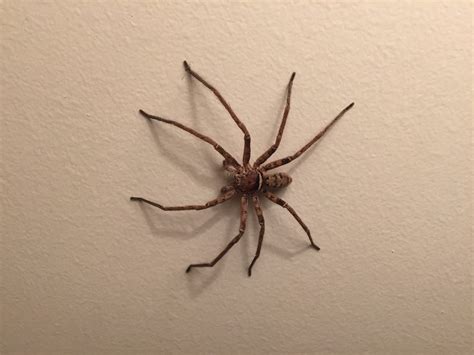 Huntsman spider - cellulartyred