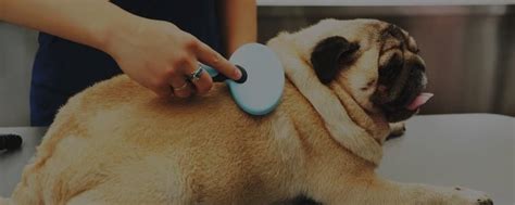 Are Pugs Hypoallergenic? 6 Effective Tips that actually help to deal ...
