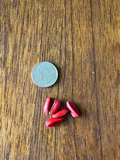 magnolia tree seed 9