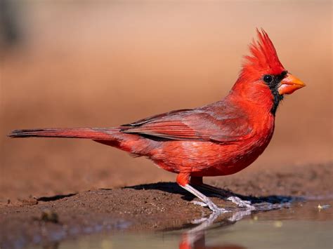 Cardinal Meaning and Symbolism – Spiritual Significance