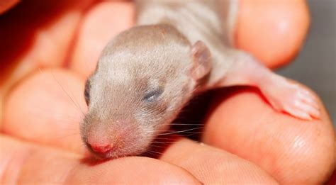 Newborn Baby Rats