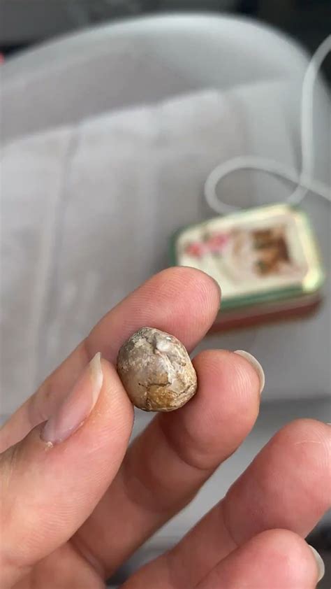 Shell fossil : r/fossilid