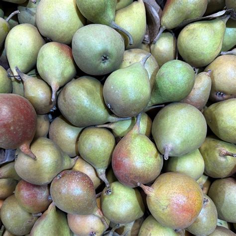 Bailey's - Tiny but mighty! Meet the Seckel pear — a bite-sized burst