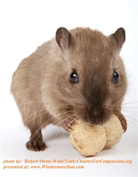 Rodent/Technology As Magic…. - Windermere Sun-For Healthier/Happier ...
