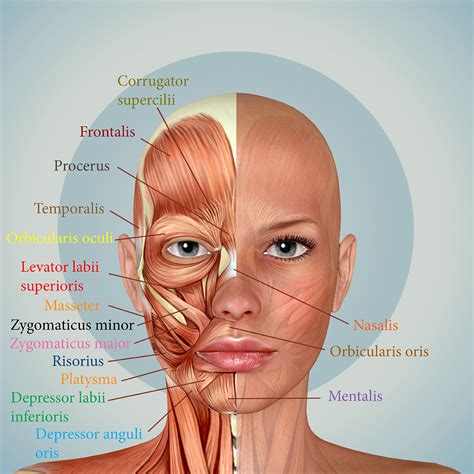 Anatomija | Ionic Visage™