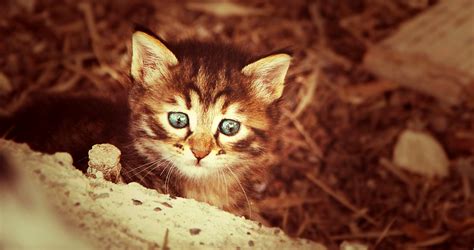 Kostenlose foto : süß, Haustier, Jung, Kätzchen, Fauna, spielerisch