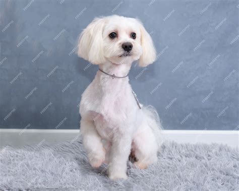 How To Groom A Maltese Poodle Mix