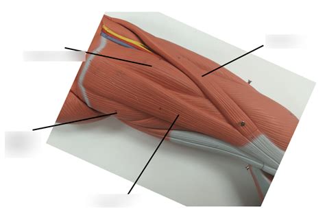 Femoral Region (Medial) Diagram | Quizlet
