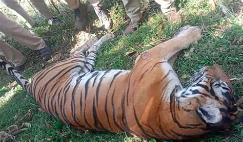 Escaped zoo tiger kills man and grandson 12 hours apart in India ...