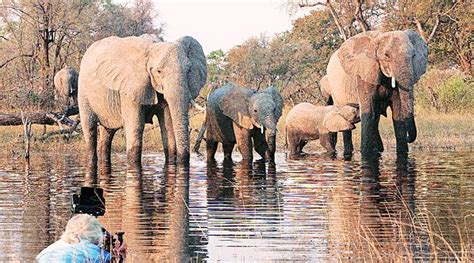 Elephant in the room | Entertainment-others News - The Indian Express