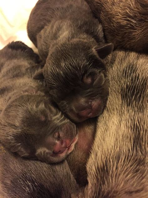 Download Black Newborn Pitbull Puppies Wallpaper | Wallpapers.com