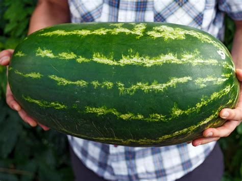 Biggest Watermelon Ever Grown