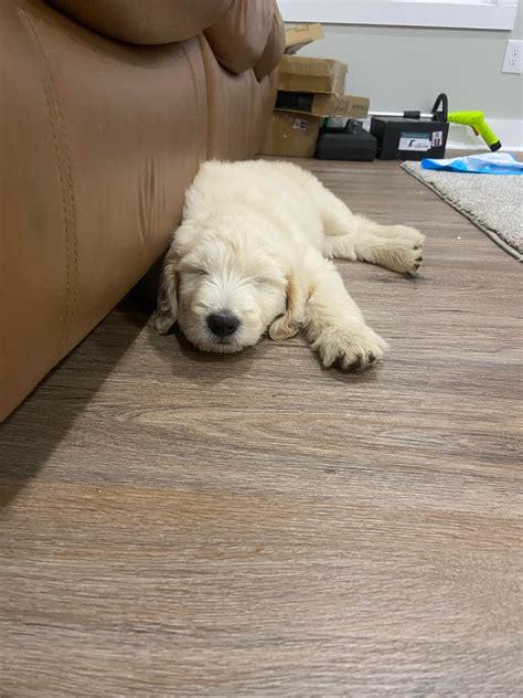 New cute goldendoodle. Any name suggestions?! : r/Goldendoodles