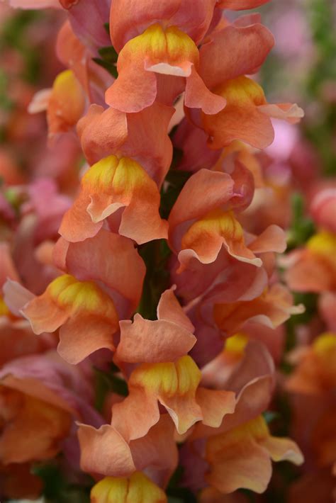 Snapdragon Rocket Bronze – Vis Seed