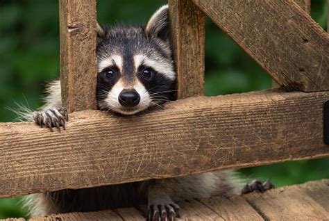 Raccoons As Pets