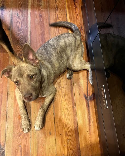 Abandoned to Adored - Home