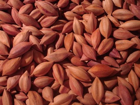 Pili nuts benefits for health and body, skin, hair and Side effects