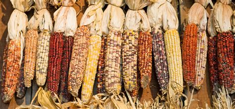 Types of Corn Demystified: Popping, Grinding, and Sweet Corn