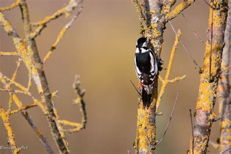 le pic epeiche behance