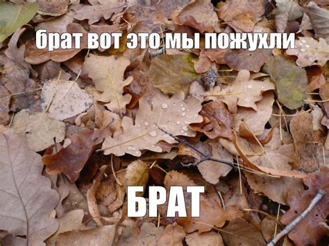 Мем: "брат вот это мы пожухли БРАТ" - Все шаблоны - Meme-arsenal.com