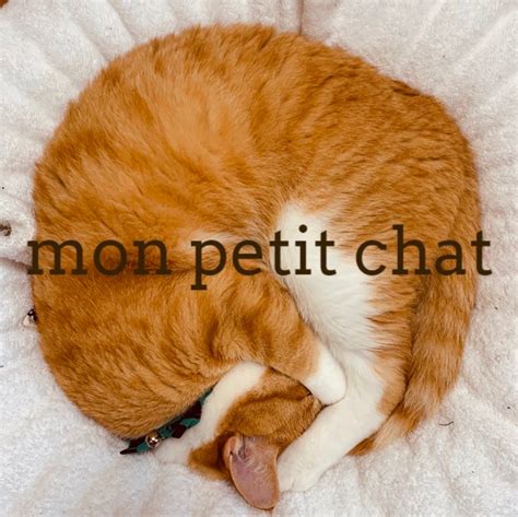 mon petit chat pinkoi